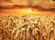 céréales - coopératives agricoles