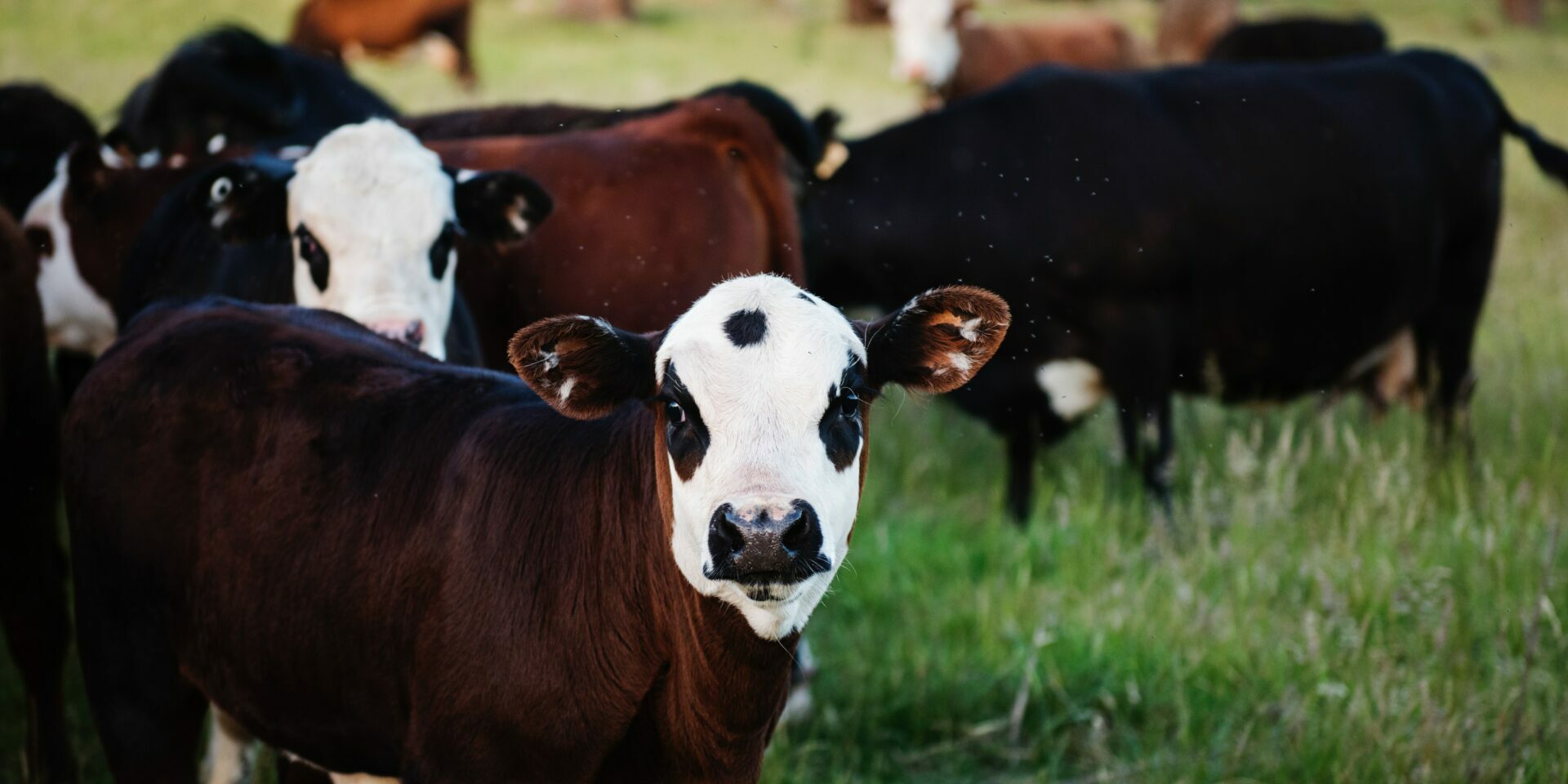 Vaches alit Industrie laitière