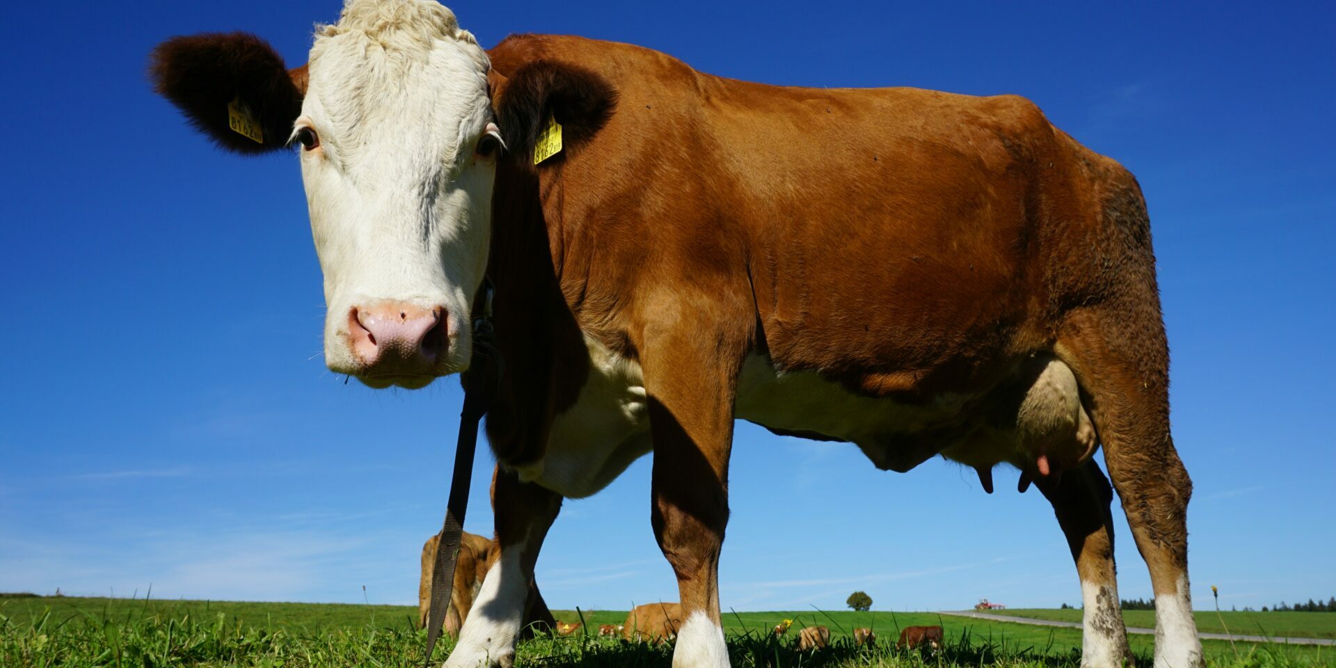 La situation économique des filières viandes bovine et porcine