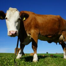 La situation économique des filières viandes bovine et porcine