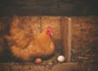 Photo d'oeufs et de poule illustrant la situation économique du marché des œufs en 2024